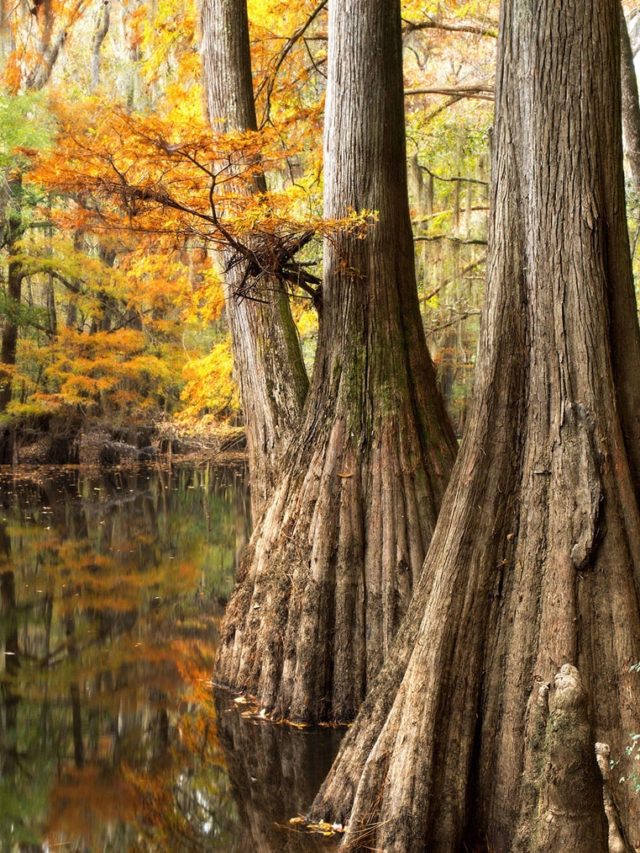 congaree national park south carolina