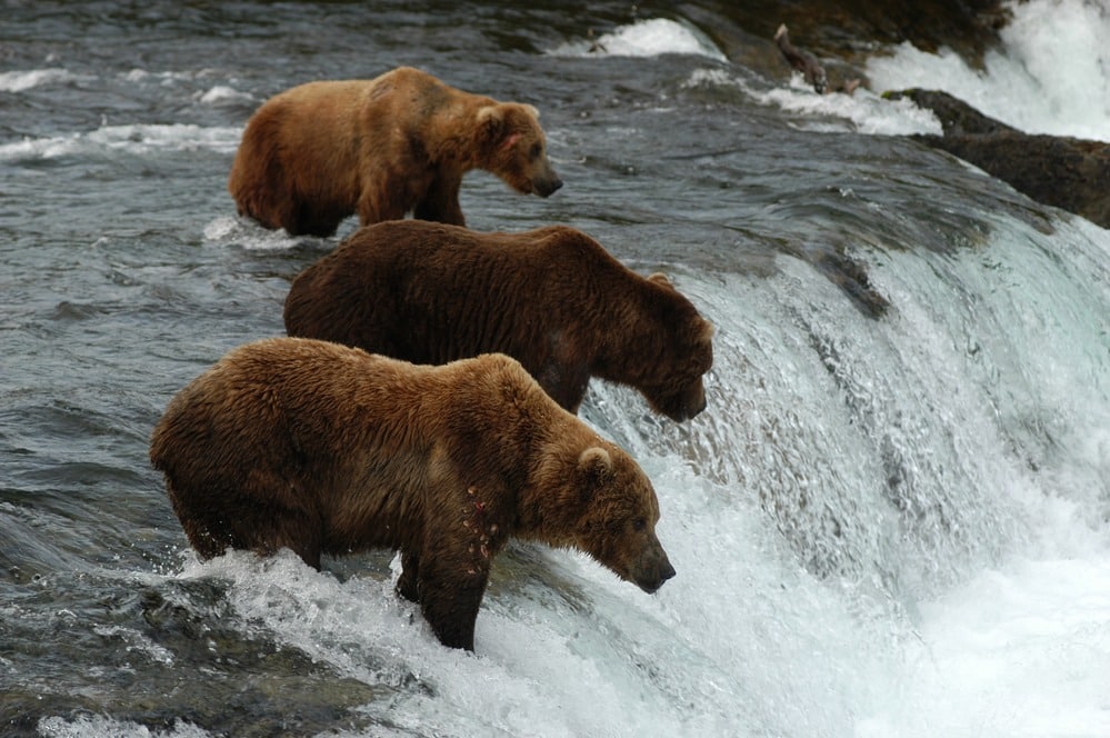 katmai national park alaska