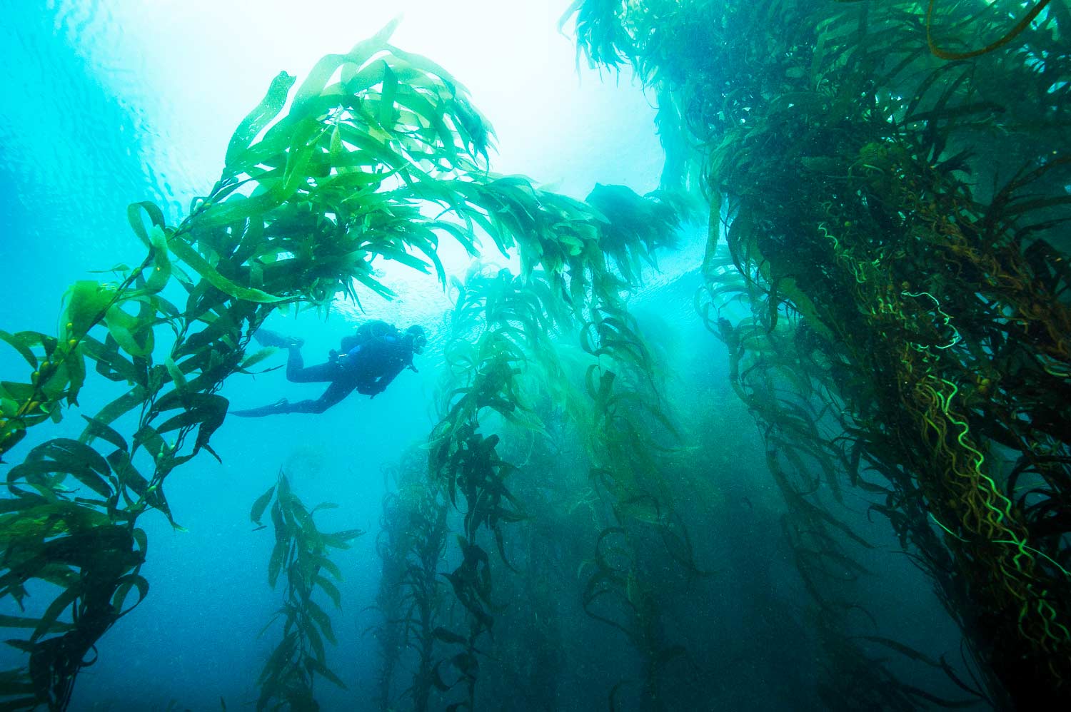 scuba diving the park california