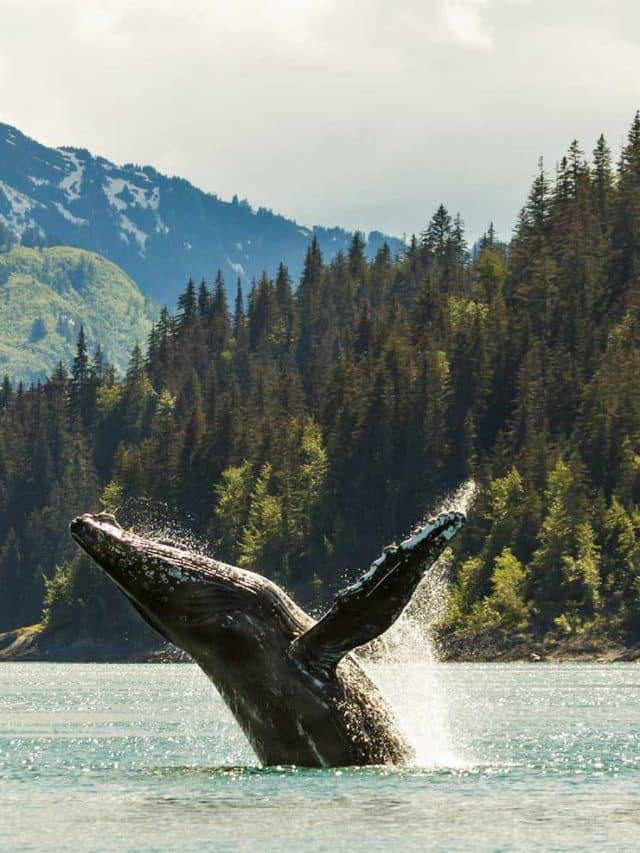 glacier bay national park alaska