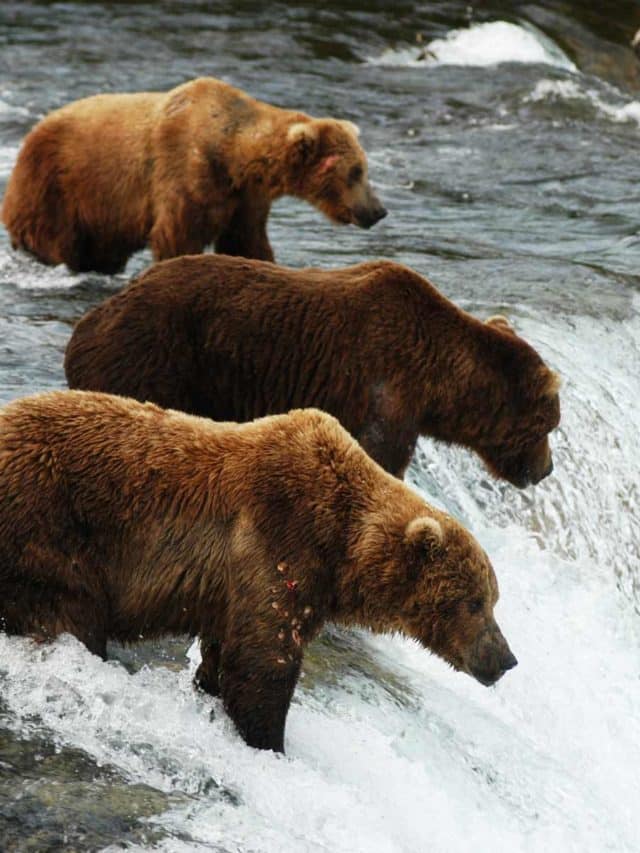 cropped-katmai-national-park-nps.jpg