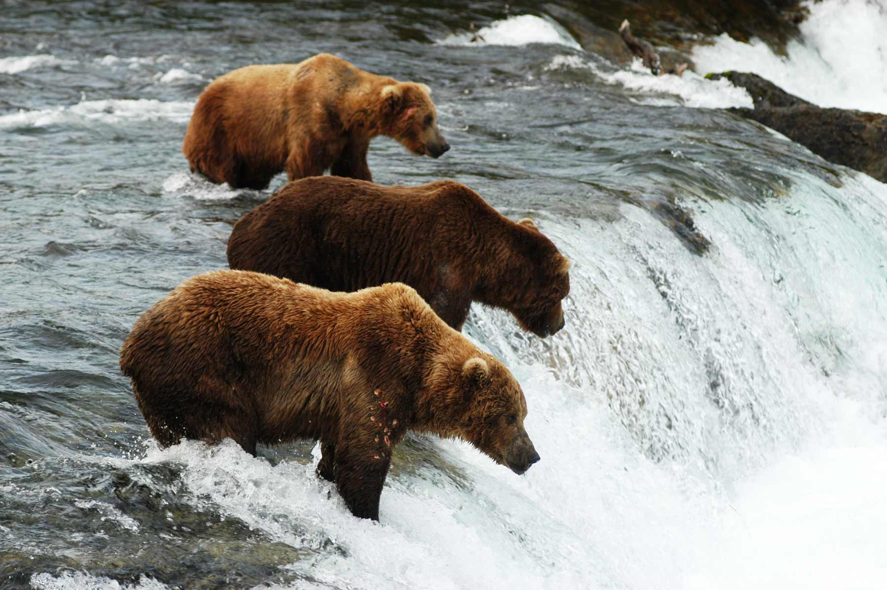 katmai national park brooks falls