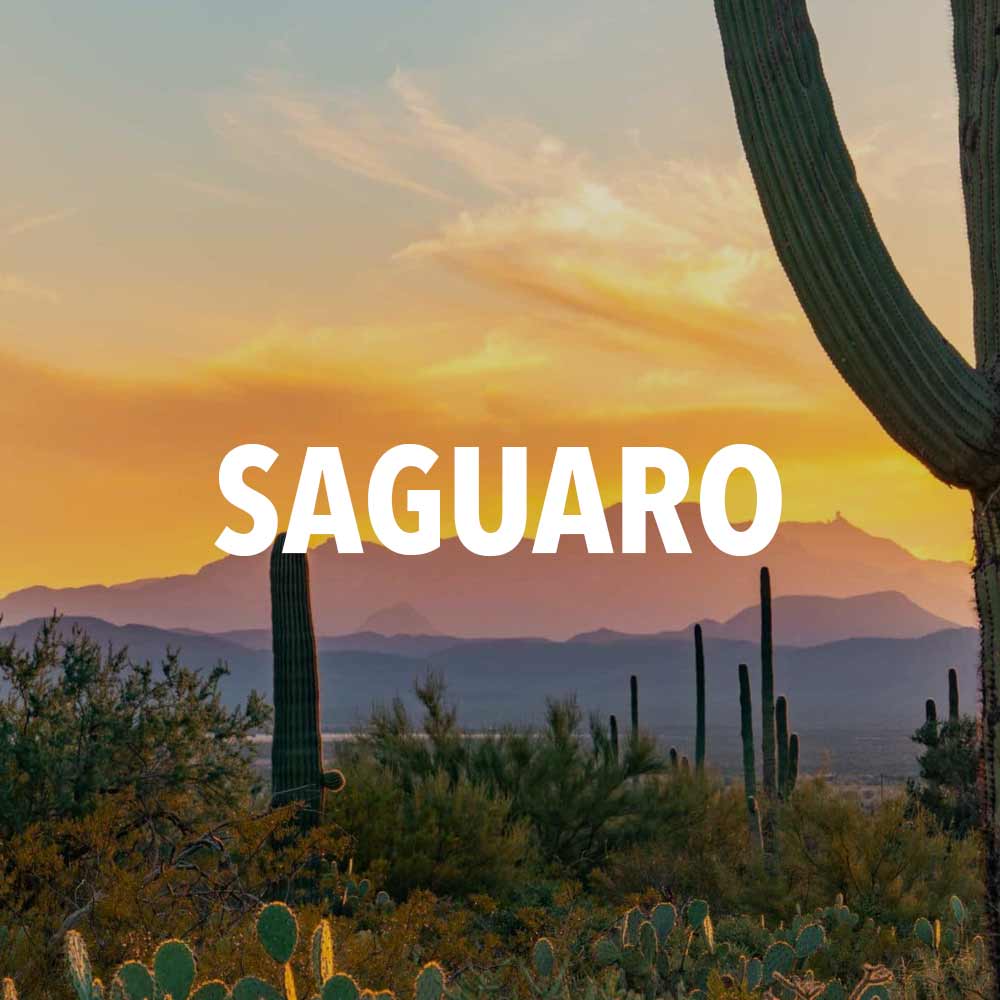 saguaro national park