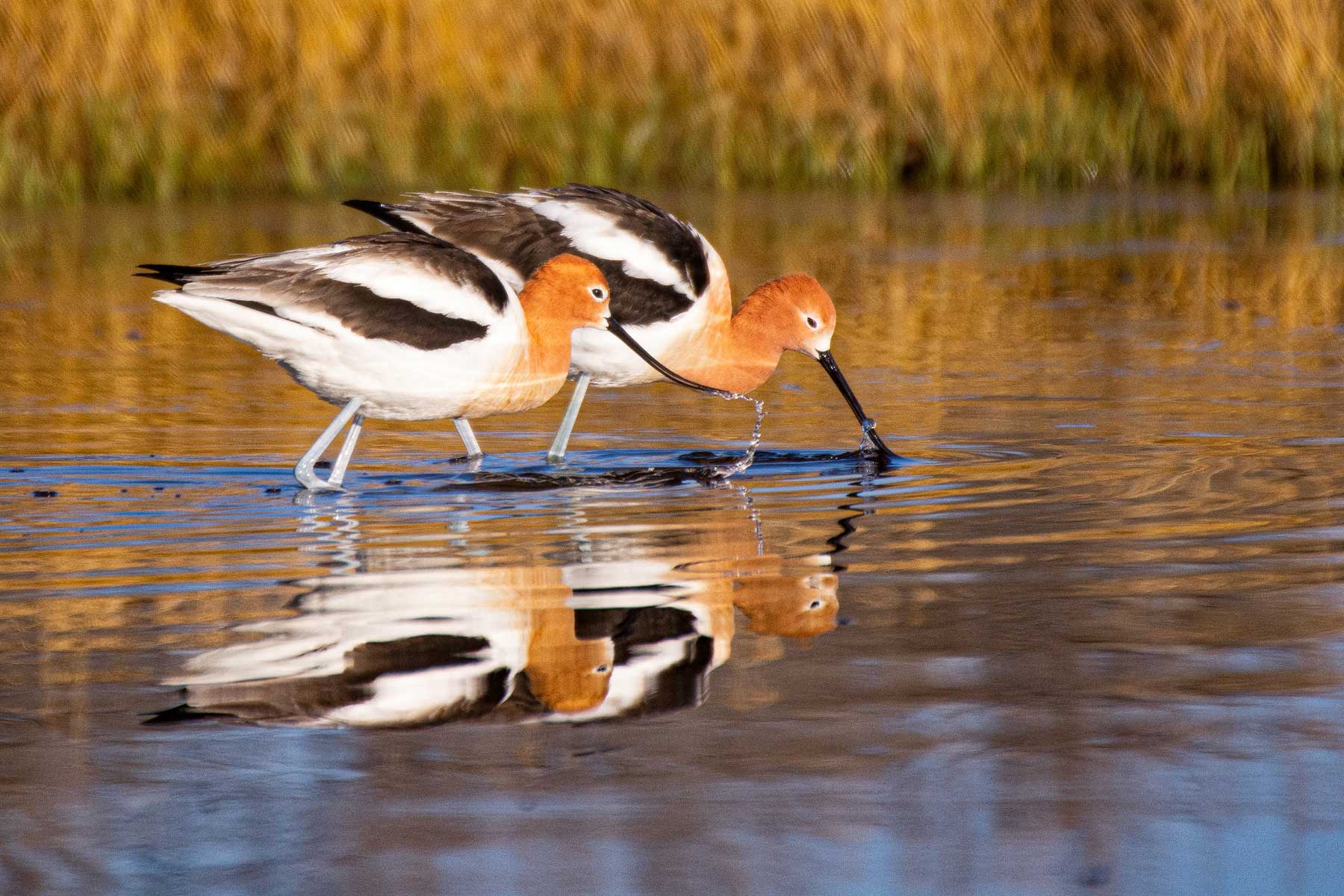 american avocet great sand dunes national park