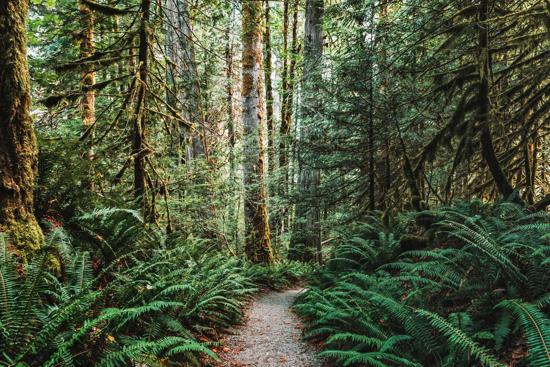 trail of the cedars, best hikes north cascades national park
