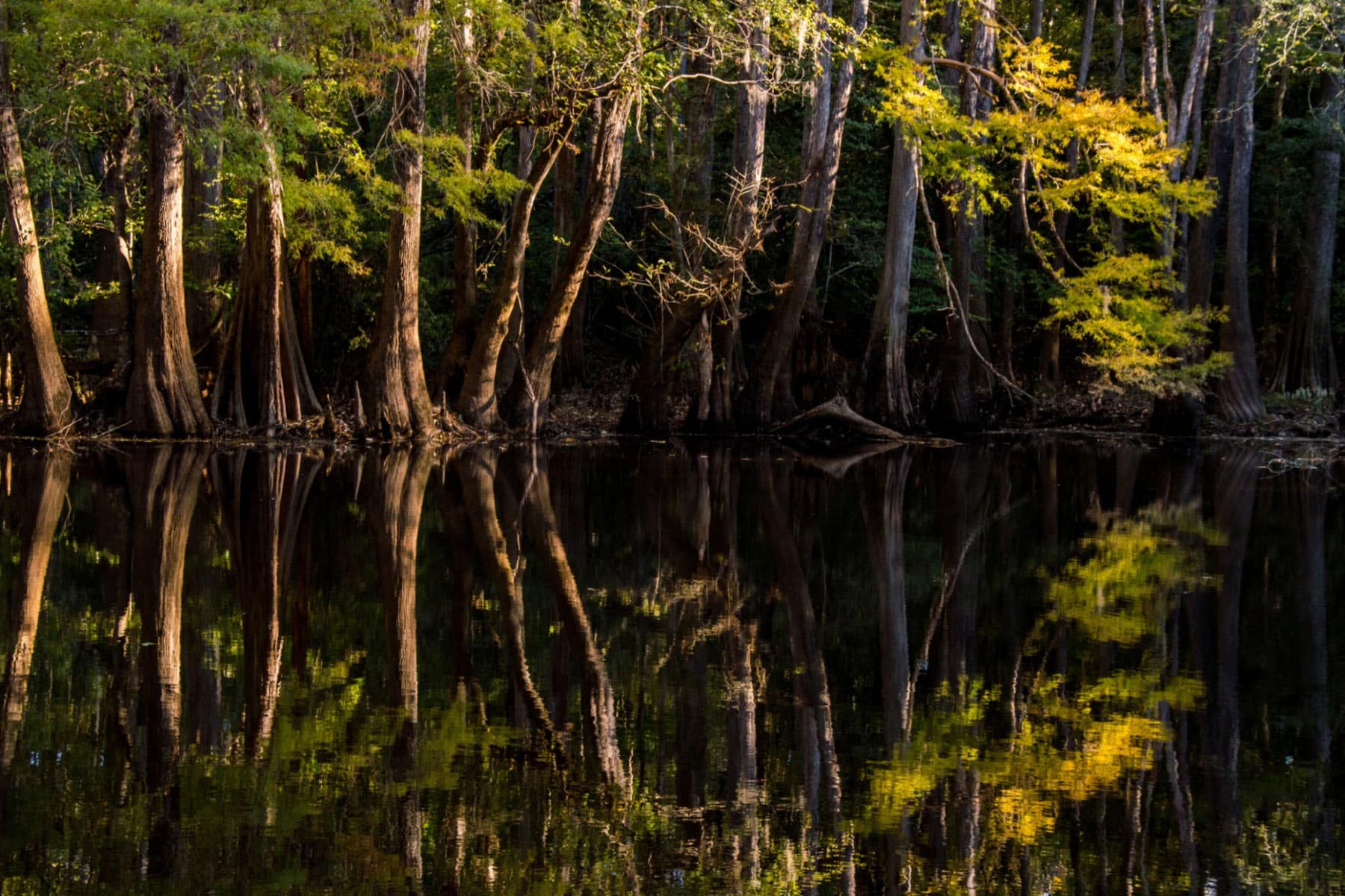 East Coast Road Trips - Congaree National Park