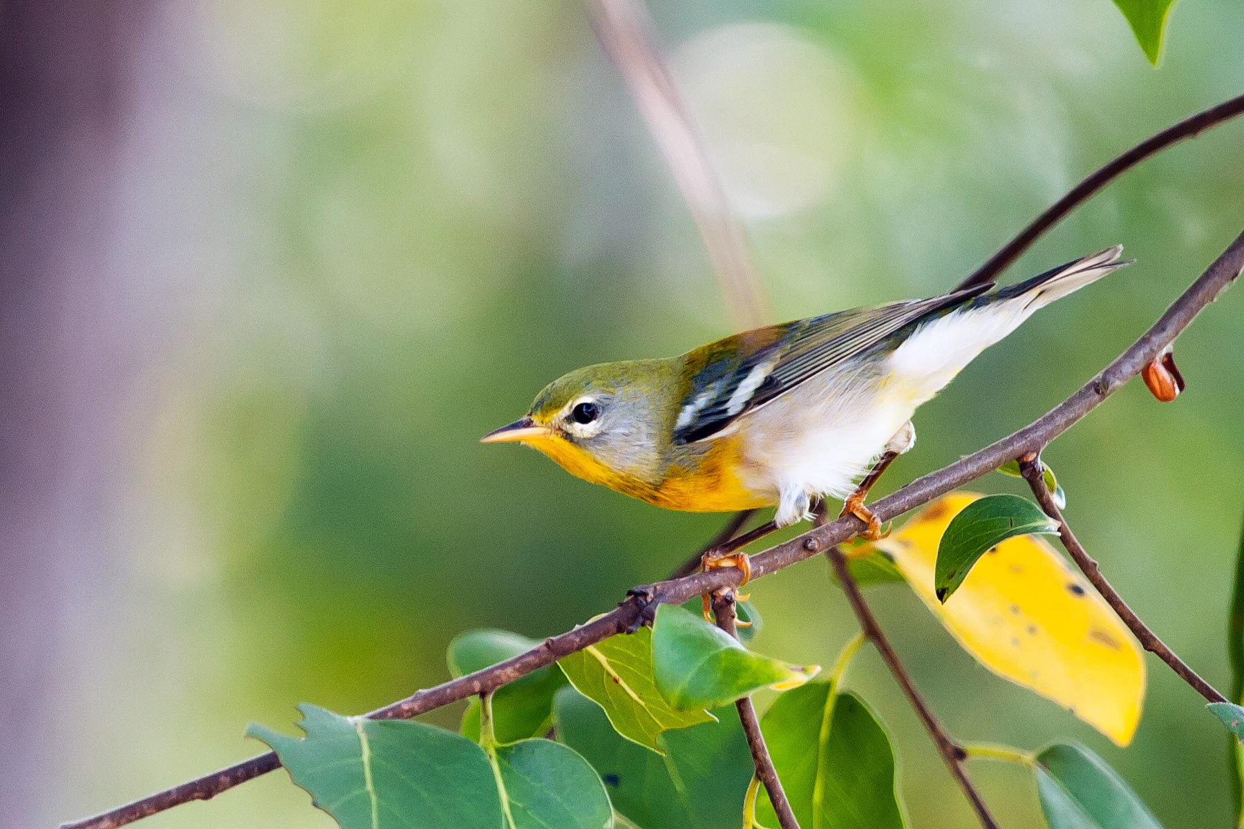 Congaree National Park Bird