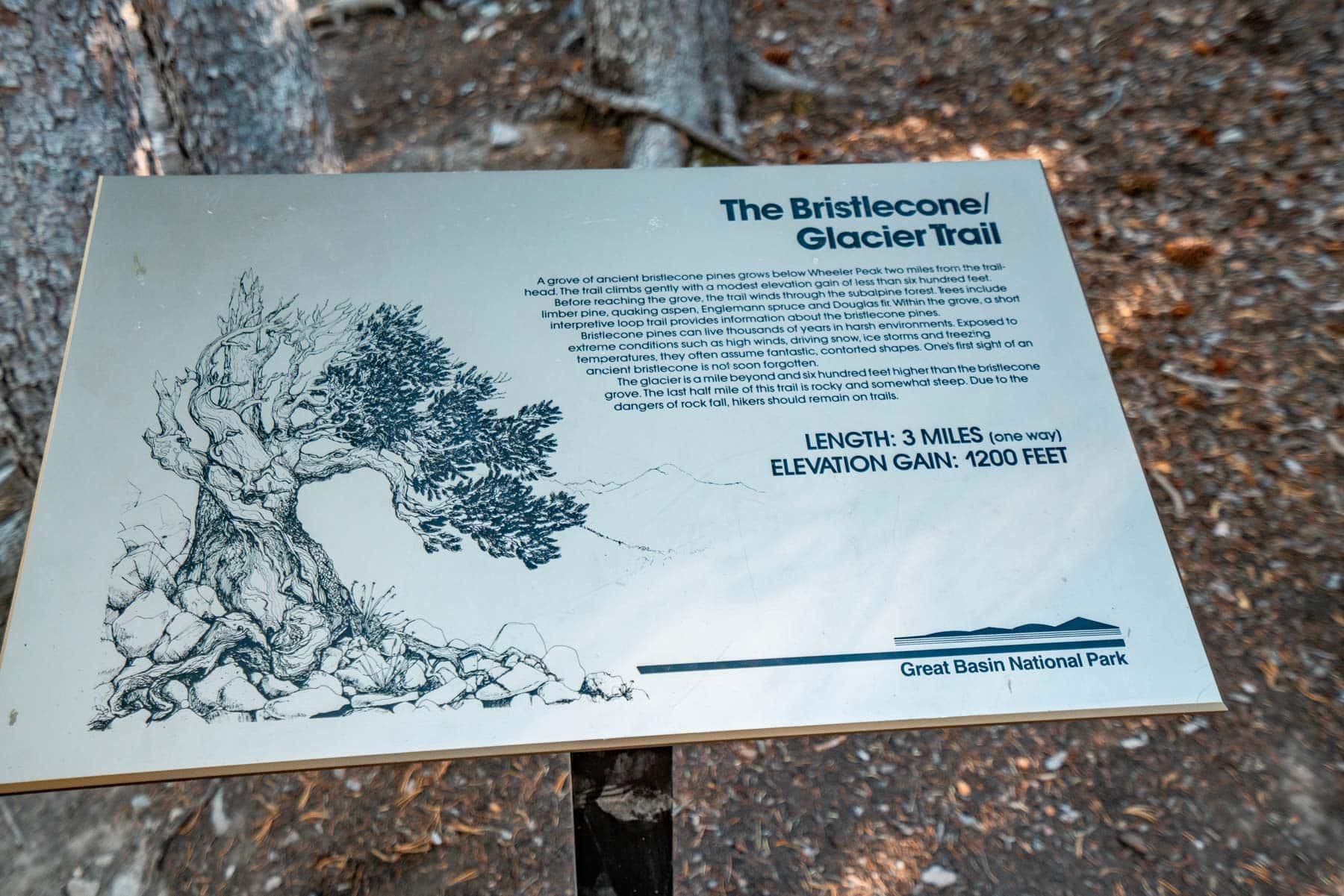 things to do in great basin national park nevada