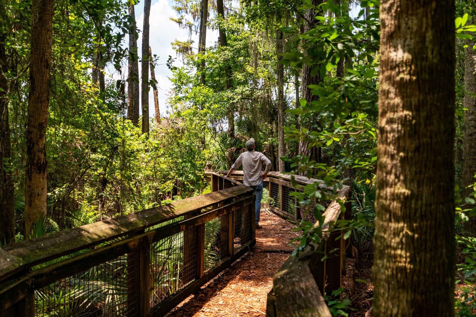 ocala national forest, ocala national forest trails