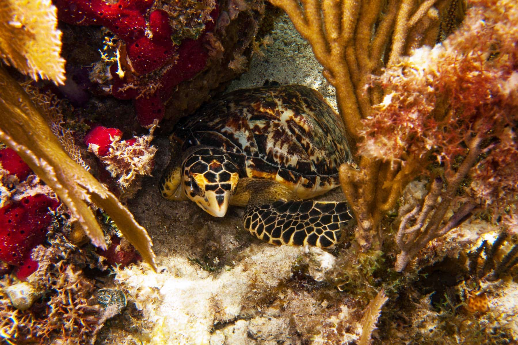 sea turtle, things to do in biscayne national park