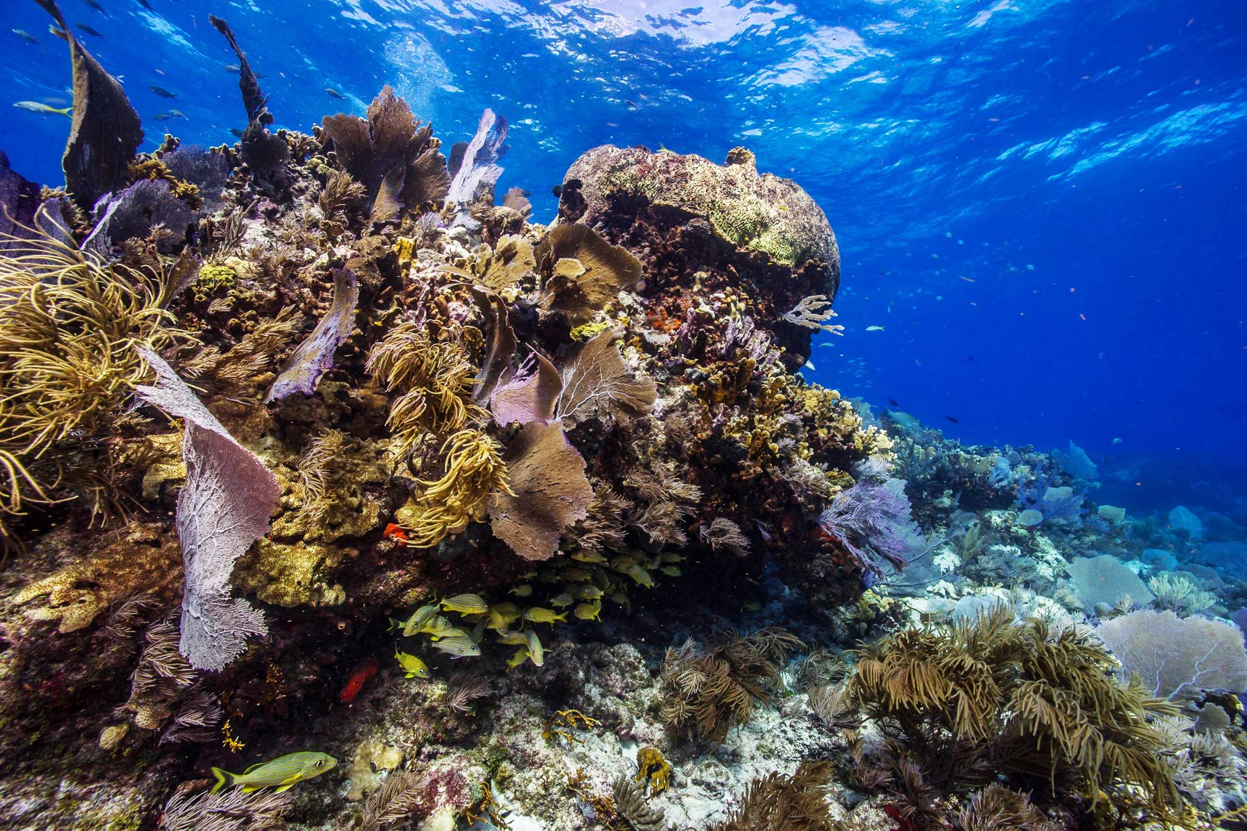 underwater diving, things to do in biscayne national park