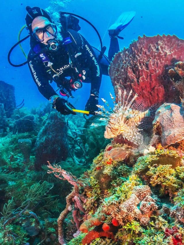 diving, things to do in biscayne national park