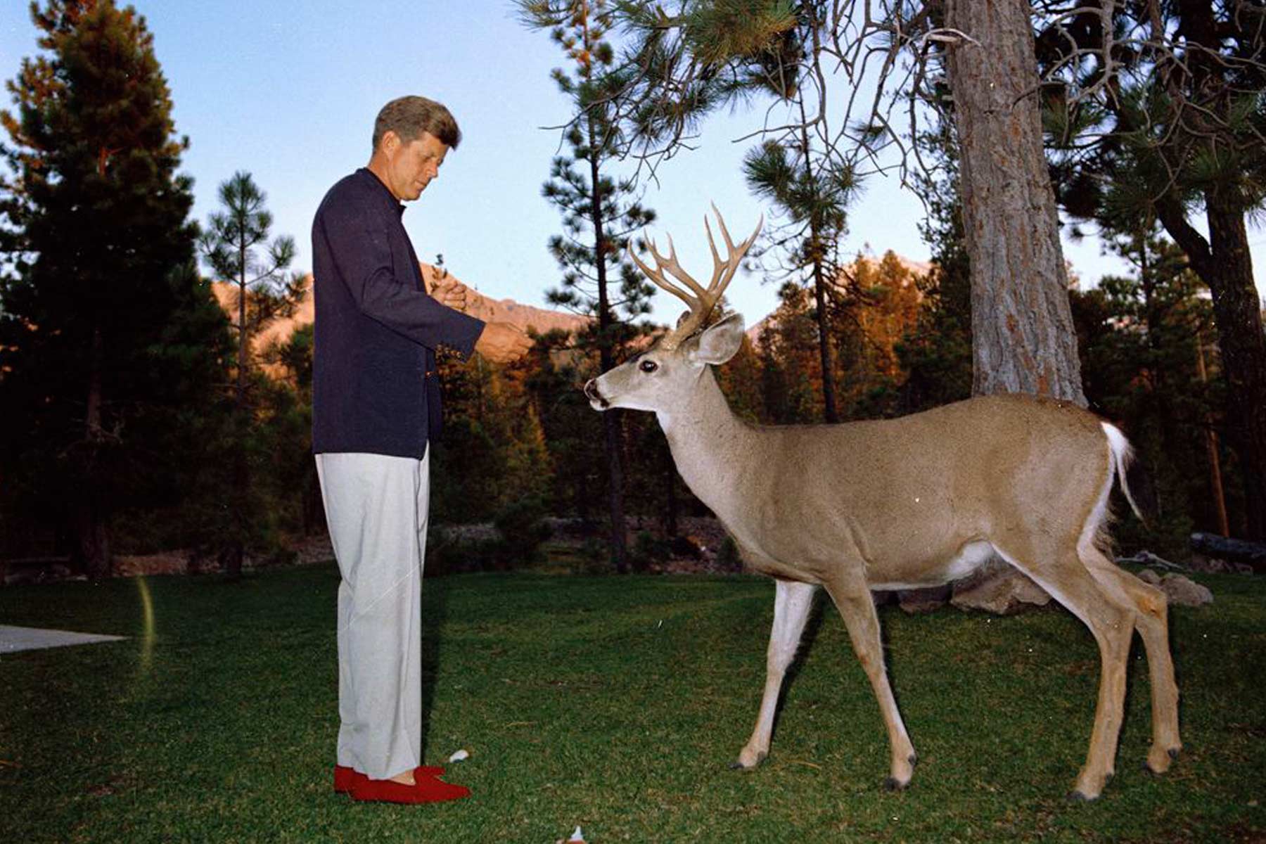 President John F. Kennedy feeding a mule deer buck on the lawn at Manzanita Lake in 1963